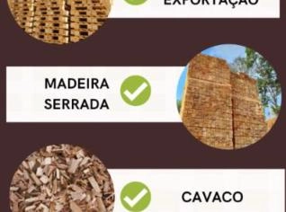 MGO MADEIRAS - Pallets e Madeira de Qualidade