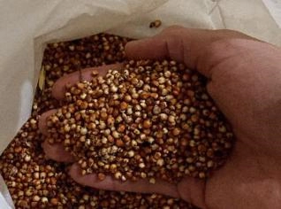 Sorgo Limpo e Seco - Pronto para Carregar em Anápolis