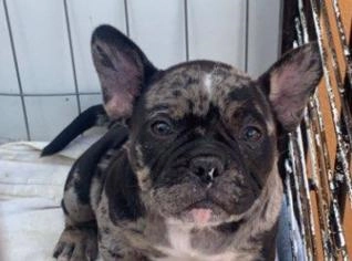 Filhotes American Bully Micro - Ótima Estrutura e Sangue
