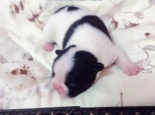 Filhote Bulldog Francês Fêmea - Exótico e Saudável