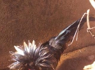 Galo Polonês com Penas Pretas Azuladas e Topete