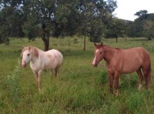 Venda de Cavalos Novos para Serviços Rurais
