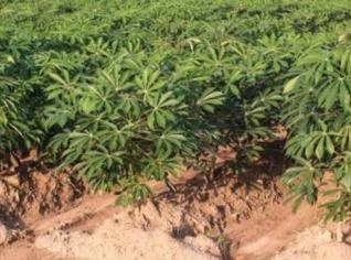 Mandiocal para Venda - Aproximadamente 8 Toneladas