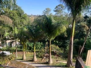 Palmeira Imperial Linda - Unidade