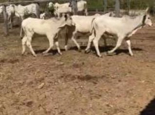 Lote de 5 vacas com bezerros à venda