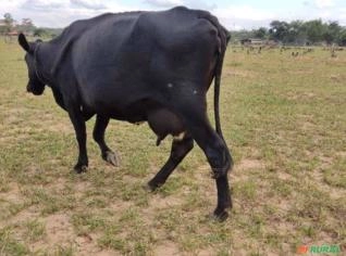 Vaca Girolando em Lactação - Prenha de 3 Meses
