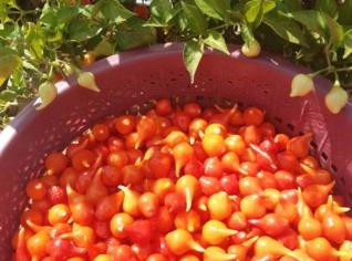 Pimenta Biquinho 2 Litros - Qualidade Superior