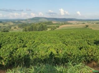 Café Especial Bourbon Amarelo, Catuai e Novo Mundo