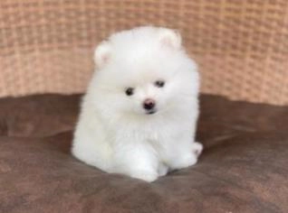 Filhotes de Spitz Alemão (Lulu da Pomerânia) à Venda