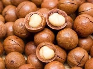 Macadâmias com Casca - Direto do Produtor