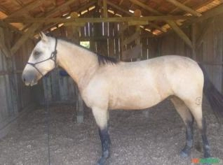 Cavalo Crioulo Baio, Manso e Máquina no Laço