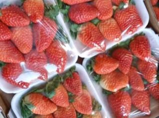 Morangos Premium Direto do Produtor