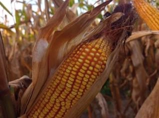 Milho à venda - 25 hectares em Governador Luiz Rocha
