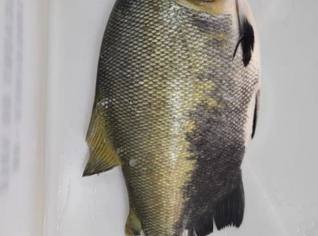 Peixe Tambaqui In Natura - Carreta Fechada