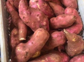 Batata Doce Orgânica Certificada, Saudável e Nutritiva