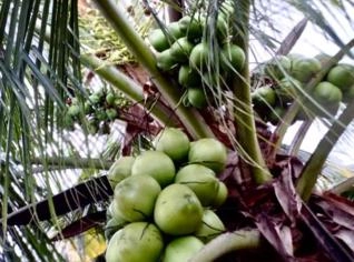 Coco Verde Fresco da Fazenda - Ceará Mirim, RN