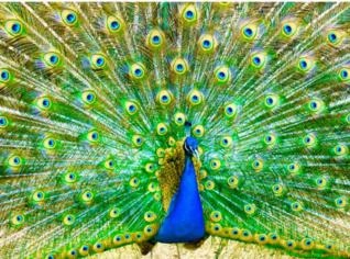 Pavão Real Azul - Casal Imponente