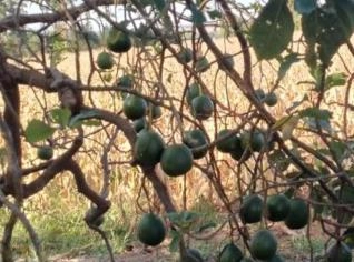 Abacate Margarida em Astorga - 2 Pés com Frutos