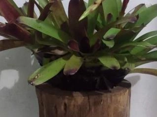 Blomelias de Todos os Tamanhos e Cores