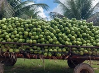 Coco Verde Fresco - Qualidade e Sabor de Aracaju