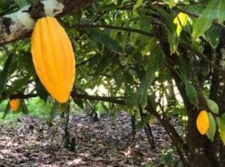 Sítio de 31 hectares em Mascote - BA