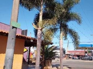 Muda de Coqueiro Adulto - 7m, Ornamental