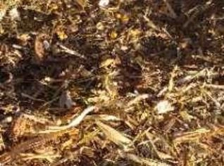 Silagem de Milho Premium em Castilho, SP - 20kg