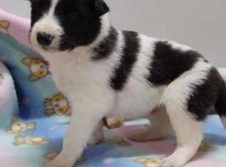 Filhotes Border Collie Black & White e Blue Merle