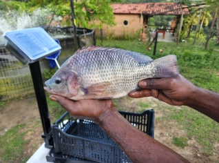 Tilápia Inteira Fresca 700-800g - Guabiraba, PE