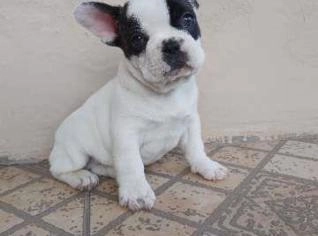 Filhotes de Bulldog Francês Macho e Fêmea