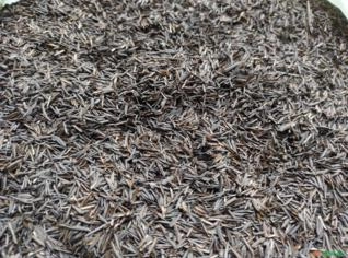 Casca de Arroz Carbonizada para Plantio - 1 Saco