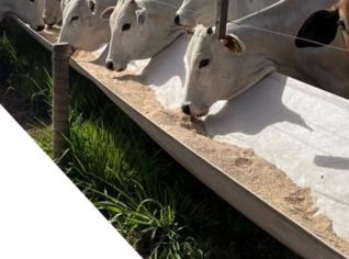 Cocho para Gado 15 Metros com Tratamento UV