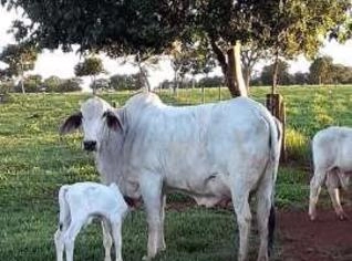 Garrotes Tabapuã - 12 a 13 meses