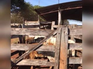 Nelore Cruzamento Industrial - Garrote 15 meses