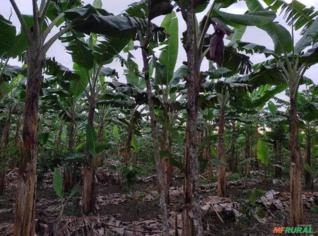 Banana da Terra à Venda - Cacho ou Roça Completa