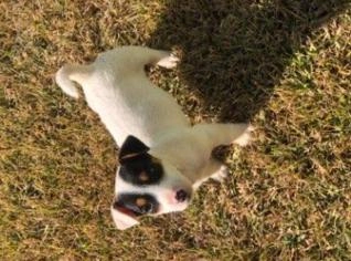 Filhote Jack Russell Terrier Fêmea - 2 Meses
