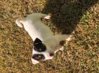 Filhote Fêmea de Jack Russell Terrier com Pedigree