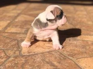 Filhotes de Buldogue Inglês com Pedigree CBKC