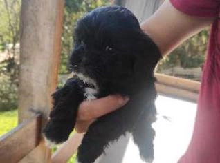 Filhotes Lhasa Apso Fêmea e Macho - 45 dias