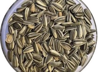 Semente de Girassol BRS 323 - Alta Tolerância