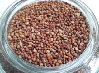 Semente de Capim Coracana - 10kg