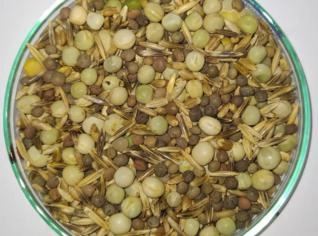 Semente de Mix Customizado em Pato Branco