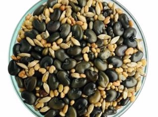 Sementes Synergix 3150 - Forrageira para Pato Branco