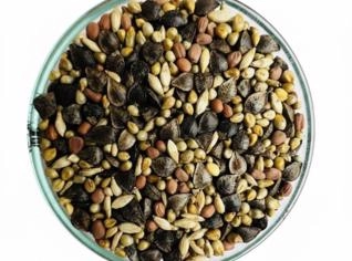 Semente Synergix 450 - Forrageira Premium