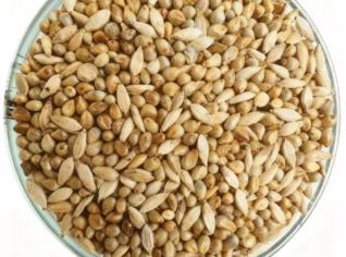 SYNERGIX 250 PASTEJO - Forrageira Ideal