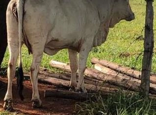120 Vacas Vazia - Saudáveis e Prontas para Venda