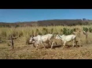 Venda de 25 garrotes de alta qualidade