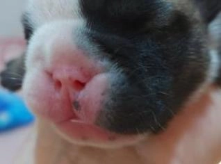 Buldogue Inglês - Casal de Filhotes com Pedigree
