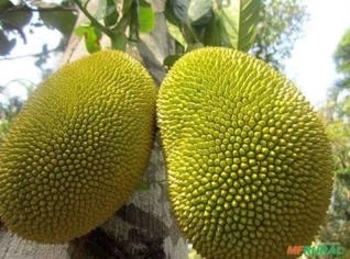 Procuro Produtores de Jaca Verde em SP