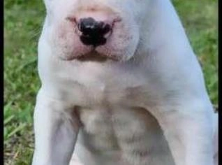 Filhote Dogo Argentino Macho - Brincalhão e Vacinado